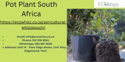Pot plants South Africa