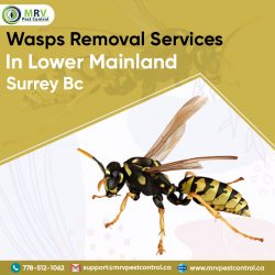 Wasps Removal Services in Lower Mainland Surrey BC