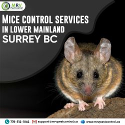 Mice control services in lower mainland surrey bc