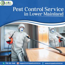 Pest Control Service in Lower Mainland