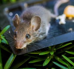 Rat Removal – Elite Wildlife Services