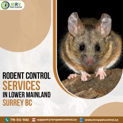 Rodent Control Services in Lower Mainland Surrey BC