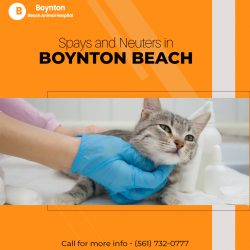 Pet Spays and Neuters in Boynton Beach