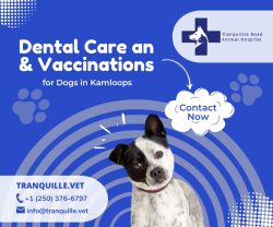 Road animal hospital with an expert team of veterinary professionals