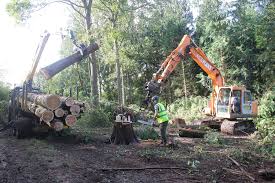 Tree Removal Tonbridge