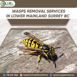 Wasps Removal Services In Lower Mainland Surrey BC