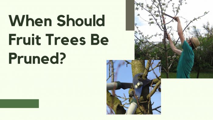 When Should Fruit Trees Be Pruned?