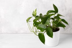 Pilea Peperomioides – Best Plant for Workplace