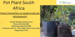 Things to Consider Before Buying Pot Plant South Africa