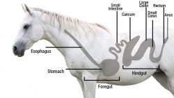 A Cost-effective Way to Treat Horse Ulcers