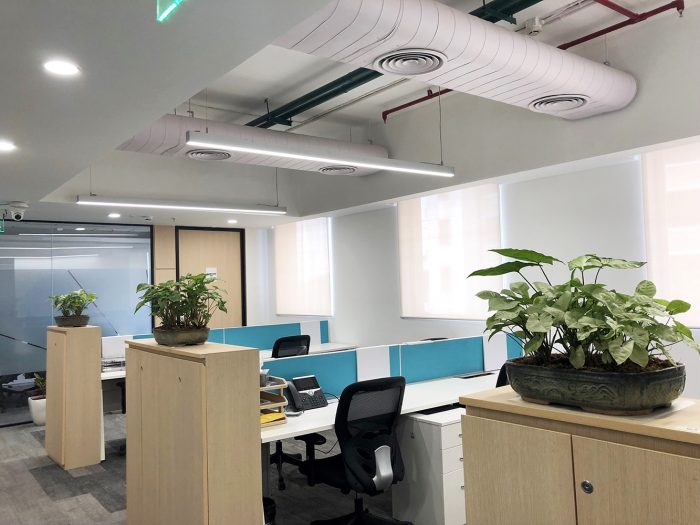 Air Purifier Plants For Office at Reasonable Price By Garden On Hire