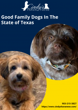 Get Good Family Dogs in the state of Texas at Cindy’s Havanese