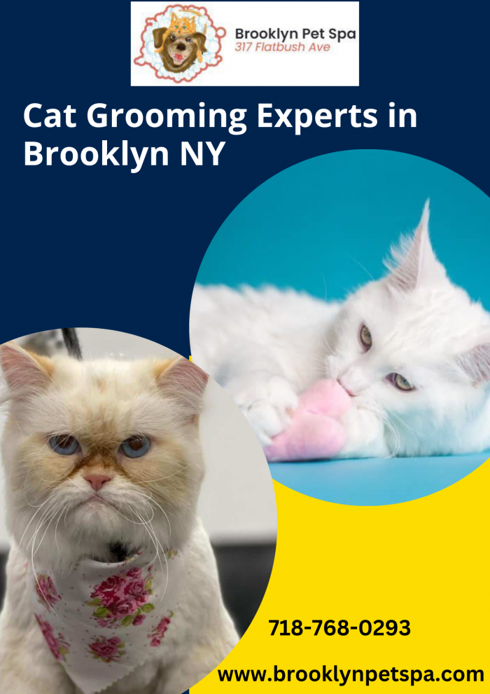 Get The Best Cat Grooming Experts in Brooklyn NY at Reasonable Price