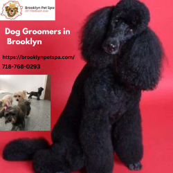 Get the Best Dog Groomers in Brooklyn with Brooklyn Pet Spa