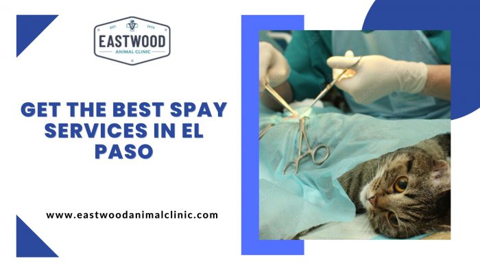 Get the Best Spay Services in El Paso