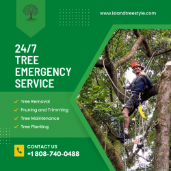 Get the Best Tree Removal Services in Maui