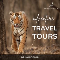 Manage Tour Plans with Adventure Travel Tours – Bushman Safaris