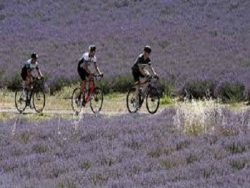 cycling holidays in provence