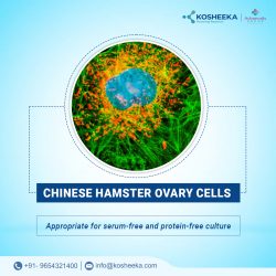 Chinese Hamster Ovary Cells | Kosheeka