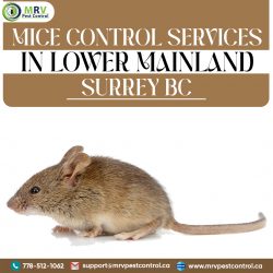 Mice Control Services In Lower Mainland Surrey BC