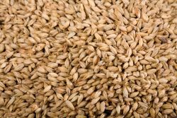 Barley supplier in Kazakhstan