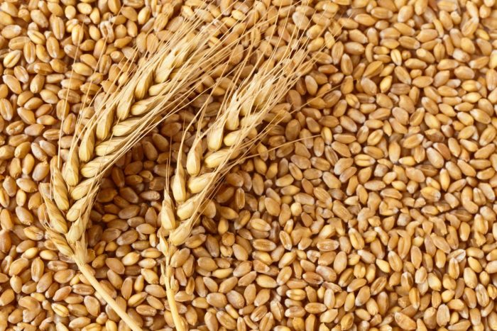 wheat supplier in Kazakhstan