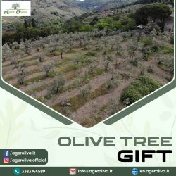 Olive tree gift