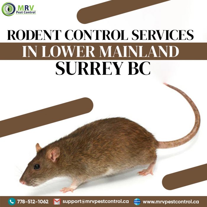Rodent control services in Lower Mainland Surrey BC