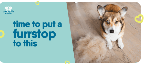How to Stop Dog Hair Fall | Pawfectly Made