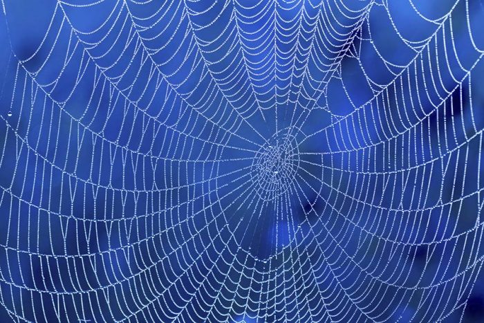 The Architecture of Spider Web and Types