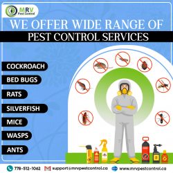 Pest Control Service Surrey