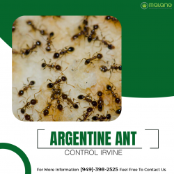 Searching For Argentine Ant Control in Irvine