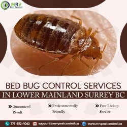 Bed bug control services in Lower Mainland Surrey BC