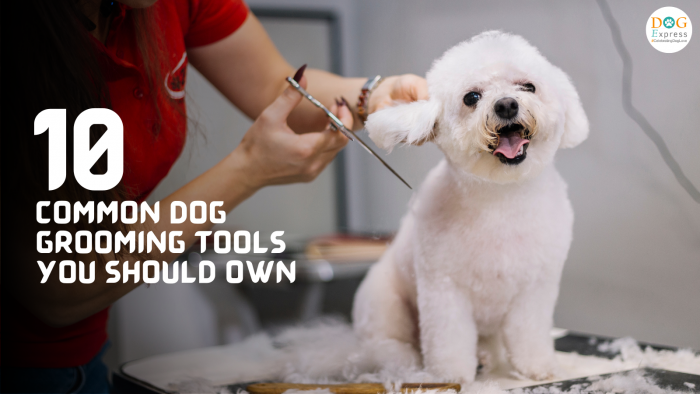 Common Dog Grooming Tools You Should Own