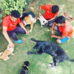 Dog grooming centre in gurgaon