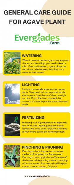 GENERAL CARE GUIDE FOR AGAVE PLANT