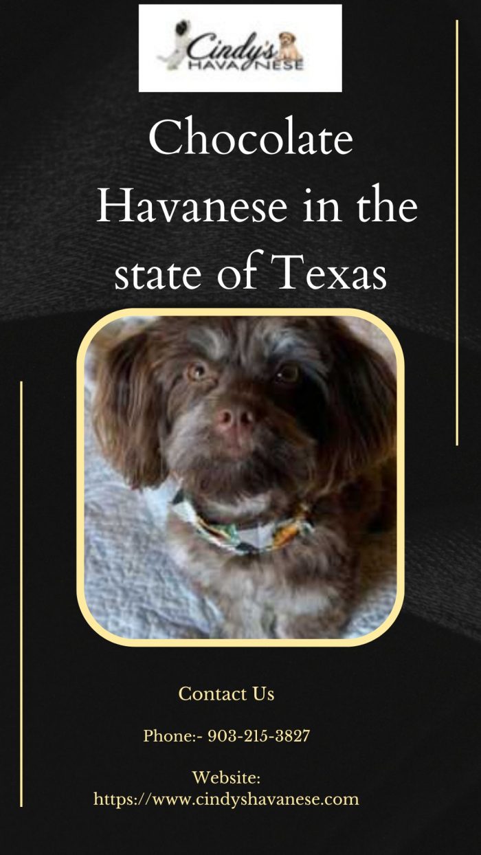 Get The Best Chocolate Havanese In The State Of Texas