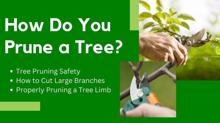 How Should a Tree Be Pruned?