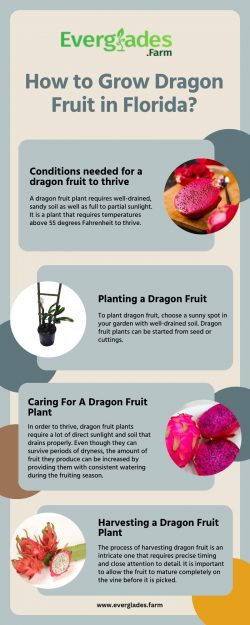 How to Grow Dragon Fruit in Florida?