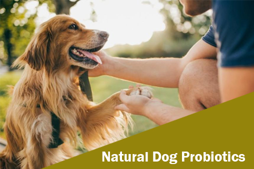 We deliver more than natural dog probiotics.