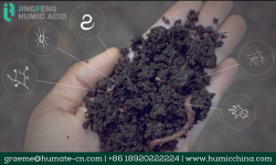 Know more about humic acid granular fertilizer