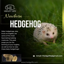 Find best newborn hedgehog at HEDGY LIFE