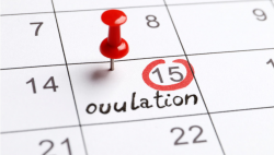 What is an ovulation calculator used for?