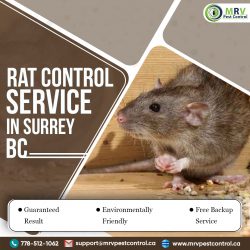 Rat Control Services in surrey BC