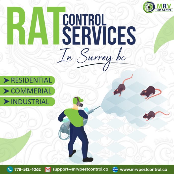 Rat Control Services in Surrey BC