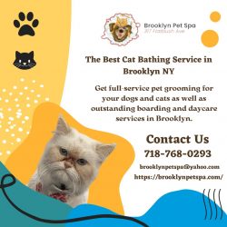 The Best Cat Bathing Service in Brooklyn NY