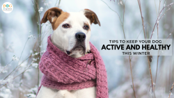 7 Tips To Keep Your Dog Active And Healthy This Winter