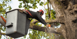 Prepare your Trees with Island Tree Style for Hurricane Season