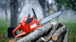 Get Affordable Tree Removal Services at Tree Care Service Maui