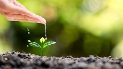 Why we use water to grow anything